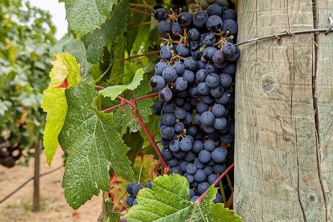 Sonoma Scavenger Hunt Walking Tour & Game - Who Would Love This?