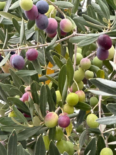 Sonoma: Sonoma Plaza Walking Tour - Is This Tour Worth the Price?