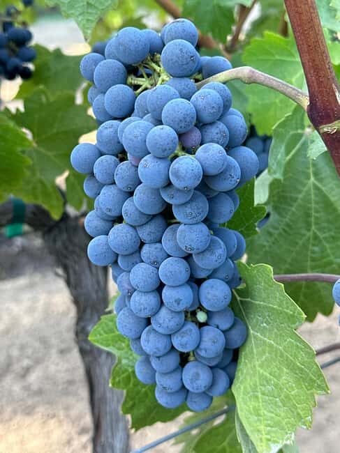 Sonoma: Sonoma Plaza Walking Tour - Who Would Love This?