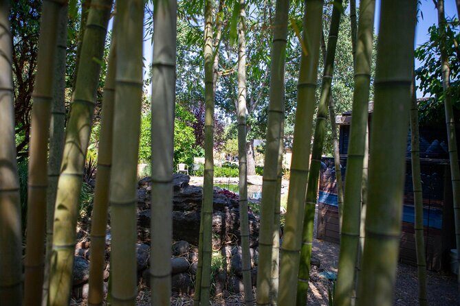 Sonoma Trike and Mindfulness - 3 hour guided tour - Authentic Visitor Feedback