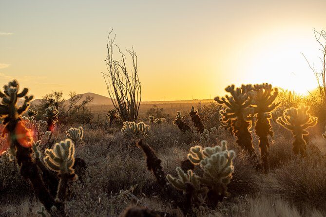 Sonoran Desert Jeep Tour at Sunset - An In-Depth Look at the Sonoran Desert Jeep Tour