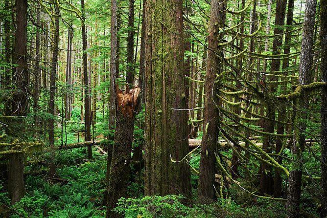 Sooke to Port Renfrew: Wild Pacific Adventure - What Makes This Tour Stand Out?