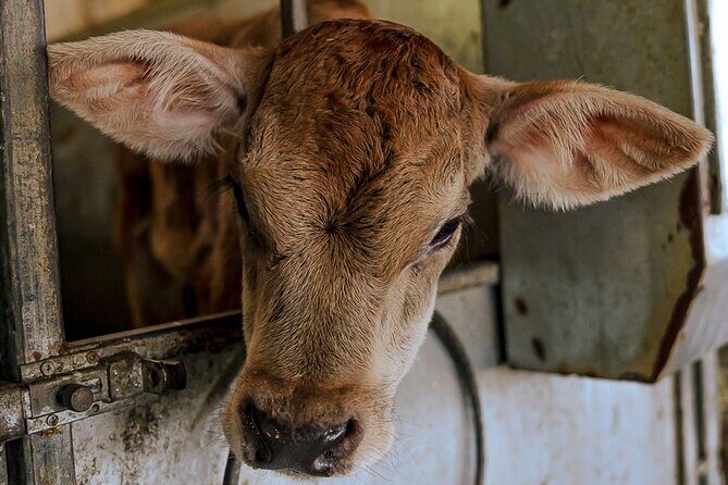 Sorrento Ape Tour, Lemon Garden, Mozzarella Show & Pizza Class - Practical Details