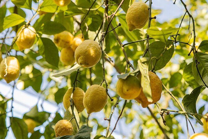 Sorrento Ape Tour, Lemon Garden, Mozzarella Show & Pizza Class - FAQs