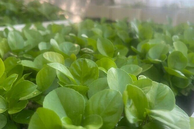 Sorrento: at the Vivaio by E-Bike with Limoncello Tasting - Price & Value