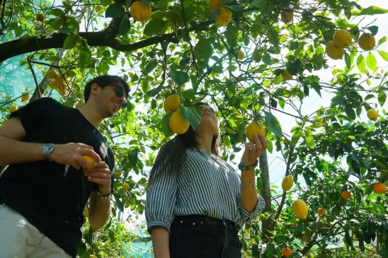 Sorrento: Authentic Lemon Experience in a Farm with Tastings - FAQ
