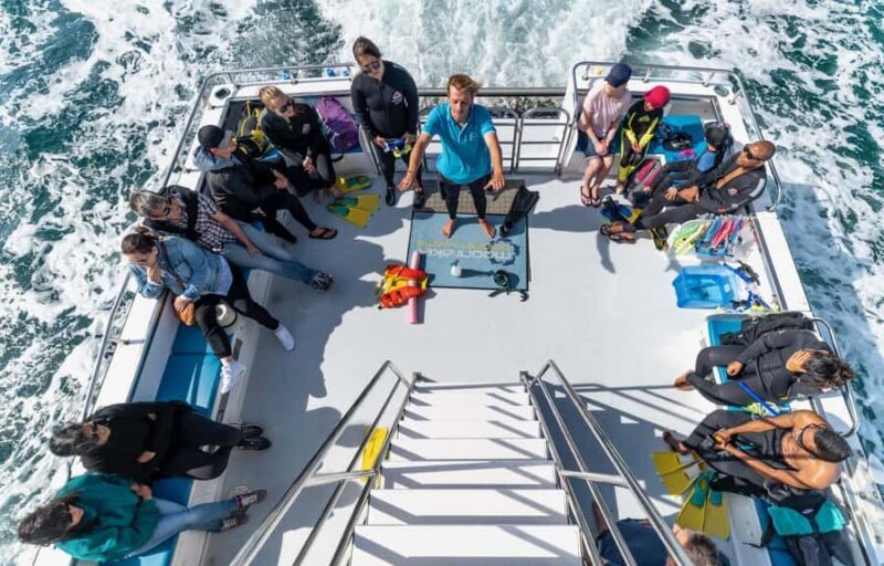 Sorrento: Dolphins & Seals Snorkeling Cruise w/ Lunch - Who Should Consider This Tour?