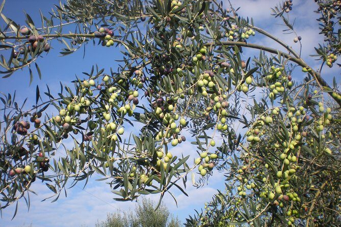 Sorrento Farm and Food Experience including Olive Oil, Limoncello, Wine tasting - What to Expect from the Experience  