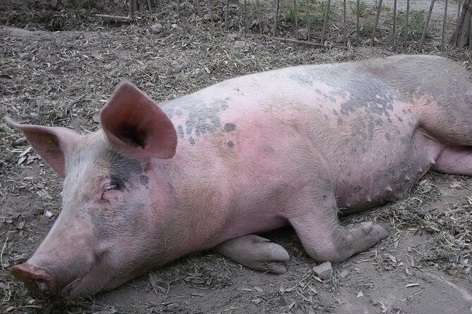 Sorrento Farm and Food Experience including Olive Oil, Limoncello, Wine tasting - FAQ  