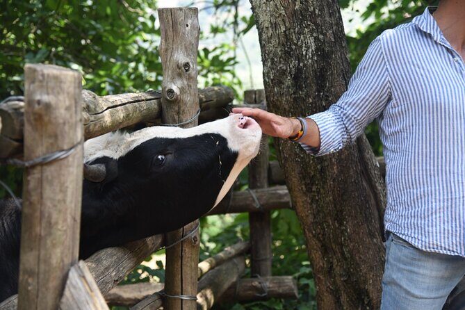 Sorrento Farm Experience: Wine Tasting, Pizza and Cheese Making - What the Tour Offers: A Closer Look