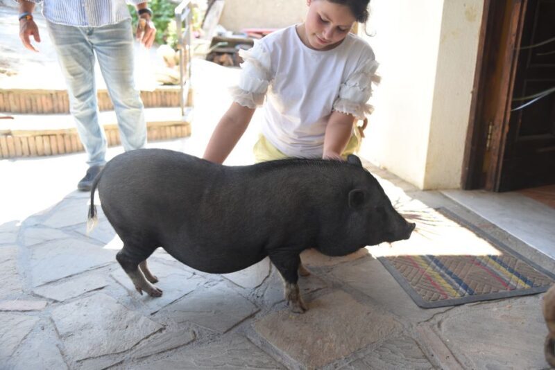 Sorrento: Farm Tour with Cheese Tasting & Pizza Making Class - FAQs