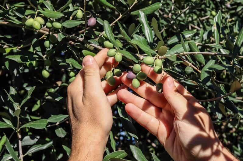 Sorrento: Guided Olive Mill Visit with Tastings - A Deep Dive into the Olive Oil Tour