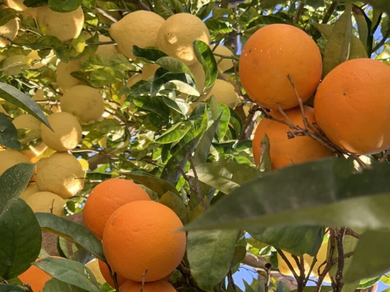 Sorrento: Lemon Garden Tour with Marmalade Tasting - Who Will Love This Tour?