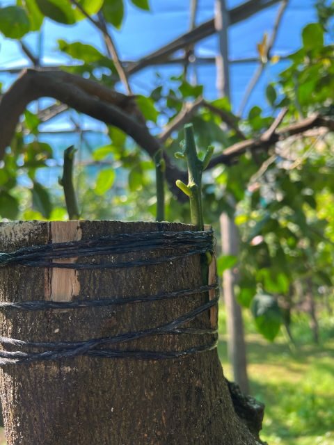 Sorrento: Lemon Garden Tour with Marmalade Tasting - Wrapping Up: Is This Tour Worth It?