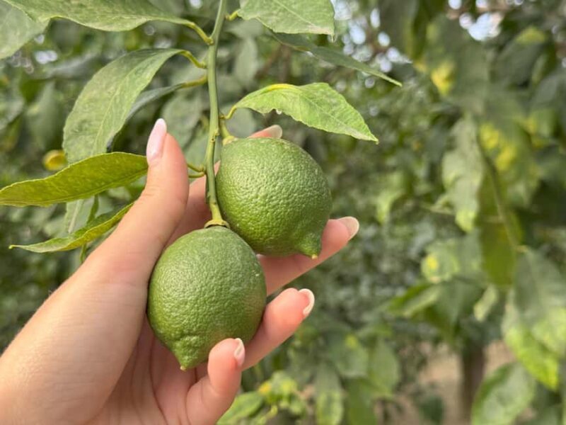 Sorrento: Lemon Tour & Limoncello Spritz Workshop - A Walk Through Sorrento’s Lemon Groves