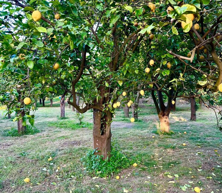 Sorrento Lemon Tour - Practical Tips for Making the Most of Your Tour