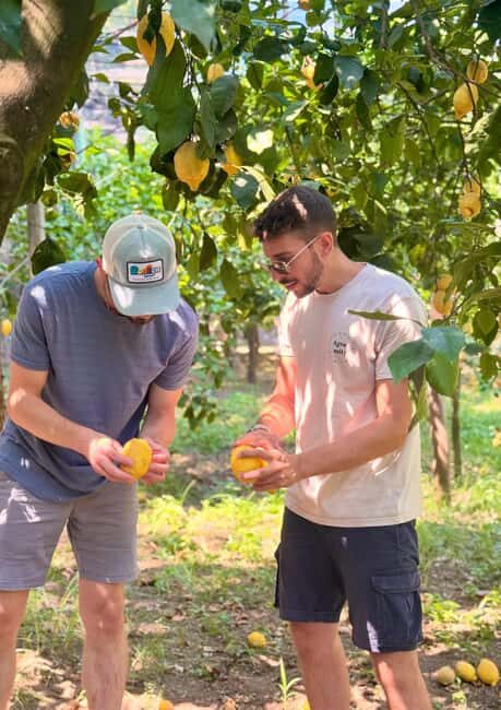 Sorrento: Lemon Tour with Limoncello Tasting - Key Points