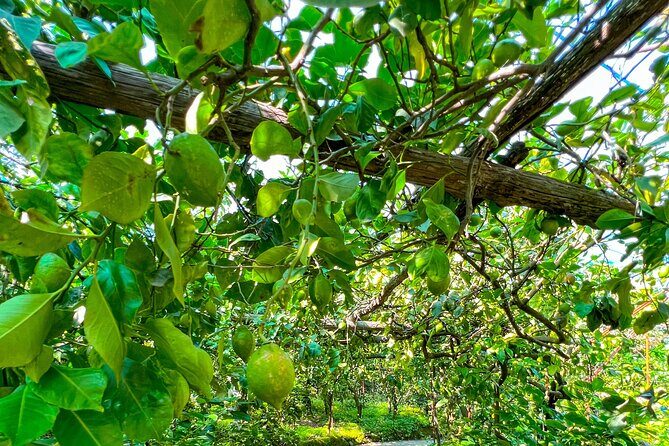 Sorrento Peninsula: tour in e-bike - Analyzing the Value