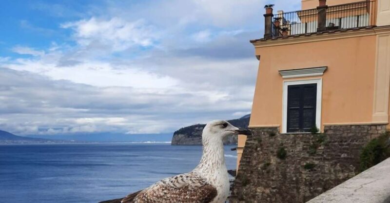 Sorrento: Private walking tour with stunning landscapes - Key Points