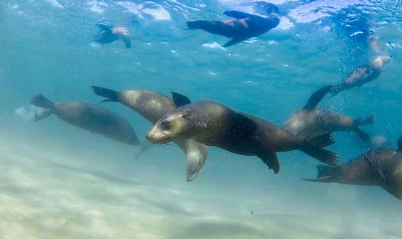 Sorrento: Seal and Sea Dragons 2-Hour Snorkel Experience - Sorrento: Seal and Sea Dragons 2-Hour Snorkel Experience — A Friend’s Guide