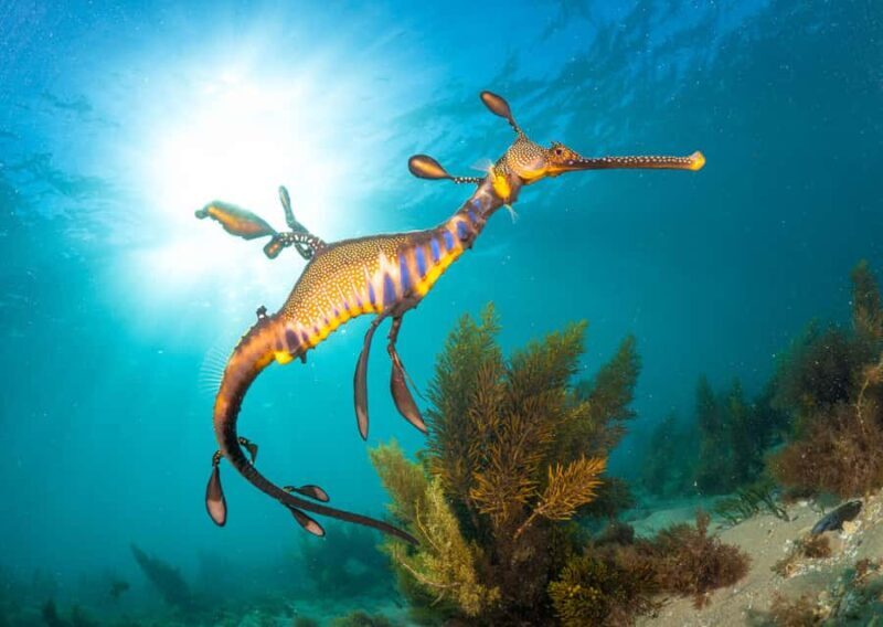 Sorrento: Seal and Sea Dragons 2-Hour Snorkel Experience - The Experience’s Pros and Cons