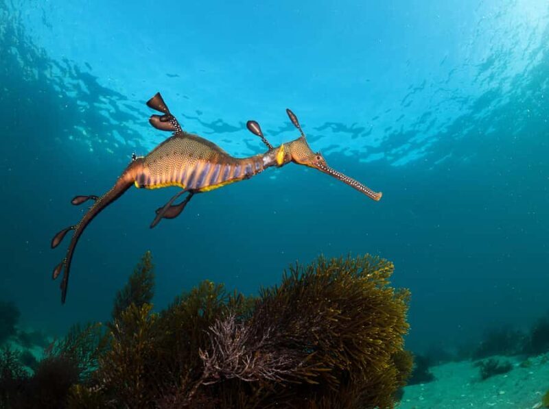 Sorrento: Seal and Sea Dragons 2-Hour Snorkel Experience - Pricing & Value