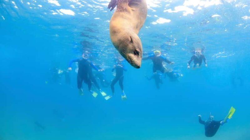 Sorrento: Seal and Sea Dragons 2-Hour Snorkel Experience - Final Thoughts