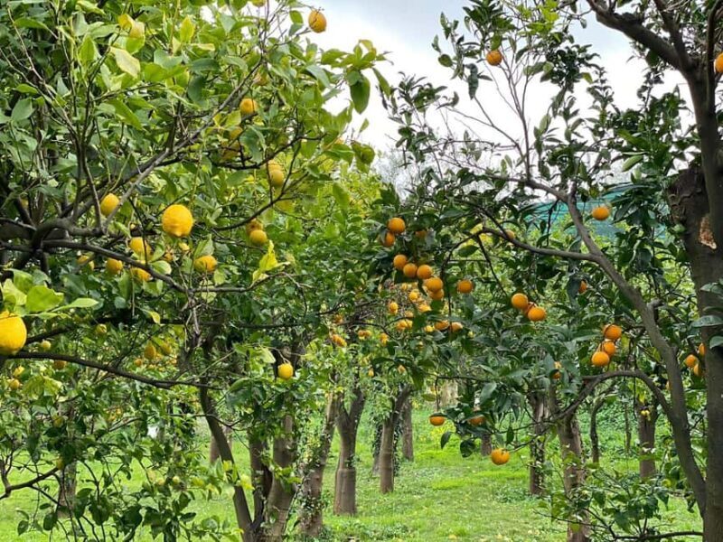Sorrento Walking Tour: the flavors and scents of lemons - Key Points