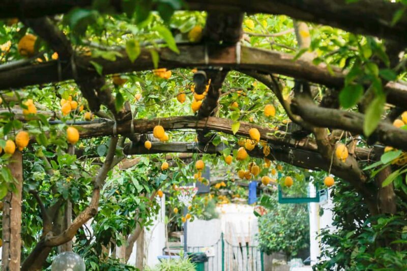 Sorrento: Walking Tour with Local Guide - Final Thoughts