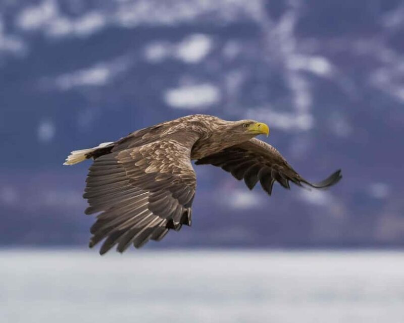 Sortland: Andøya Scenic Route & Wildlife Tour - Key Points