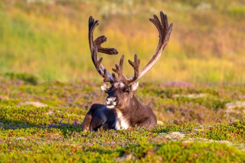 Sortland: Andøya Scenic Route & Wildlife Tour - Who Will Love This Tour?