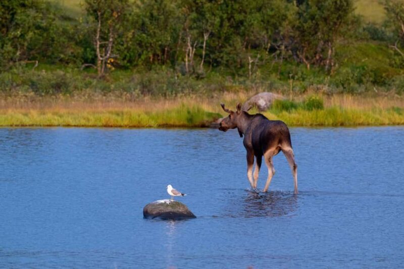 Sortland: Andøya Scenic Route & Wildlife Tour - FAQs