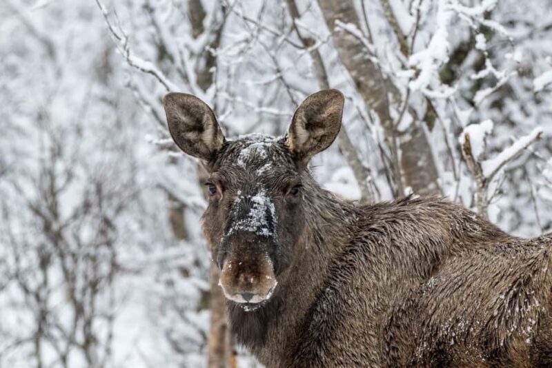 Sortland: Andøya Scenic Route & Wildlife Tour - Final Thoughts