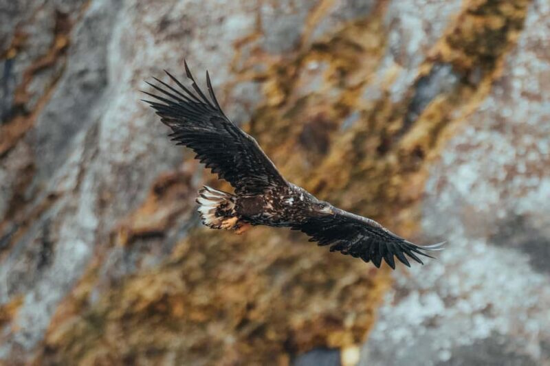 Sortland: Fjord and Sea Eagle Safari by RIB Boat - Key Points