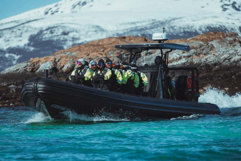 Sortland: Fjord and Sea Eagle Safari by RIB Boat - The Experience in Detail