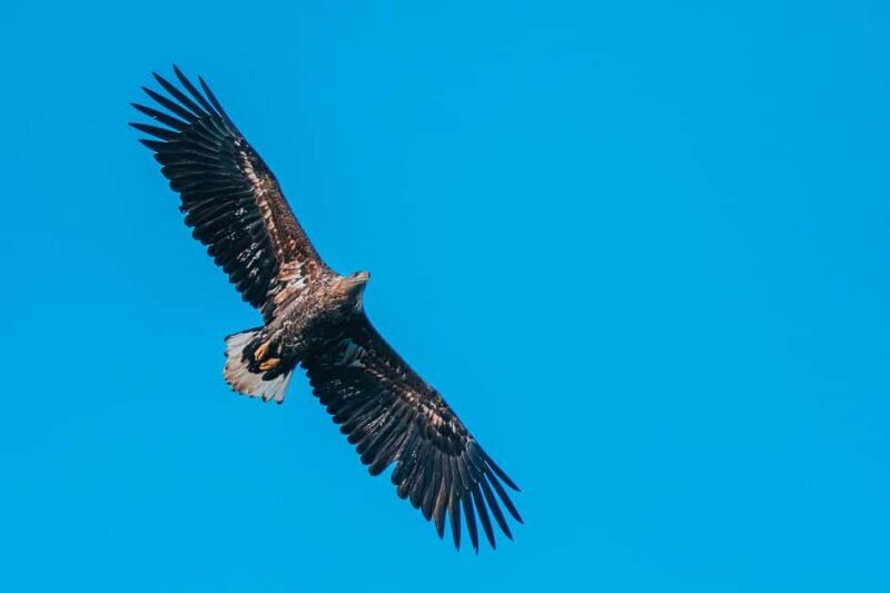 Sortland: Fjord and Sea Eagle Safari by RIB Boat - Final Thoughts: Is It Worth It?