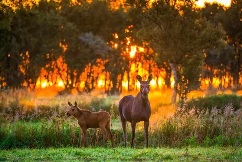 Sortland: Guided Arctic Moose Safari by Car - Setting the Scene: What’s the Tour All About?
