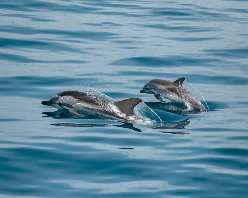 Sotogrande: Dolphin Watching Boat Trip with Drink - The Experience in Detail