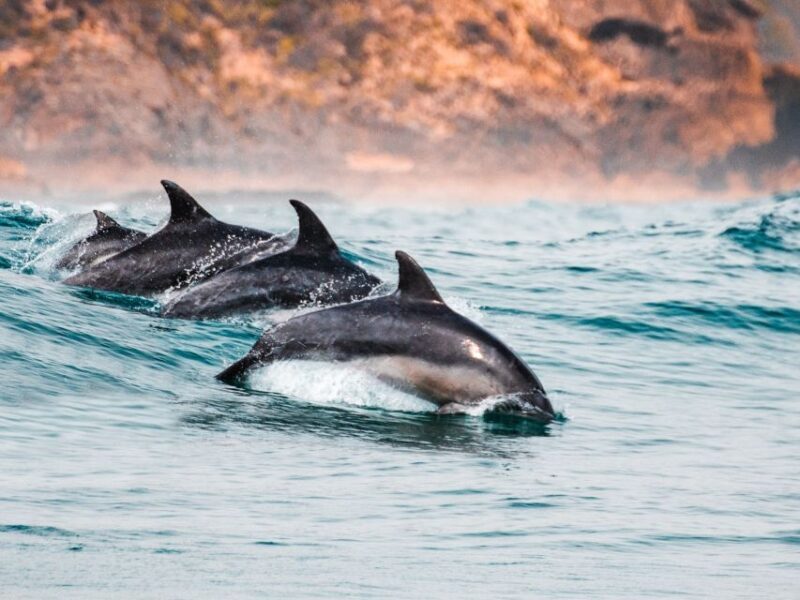 Sotogrande: Dolphin Watching Boat Trip with Drink - What Makes the Journey Special?