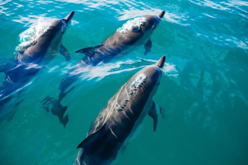 Sotogrande: Dolphin Watching Boat Trip with Drink - Duration and Group Size
