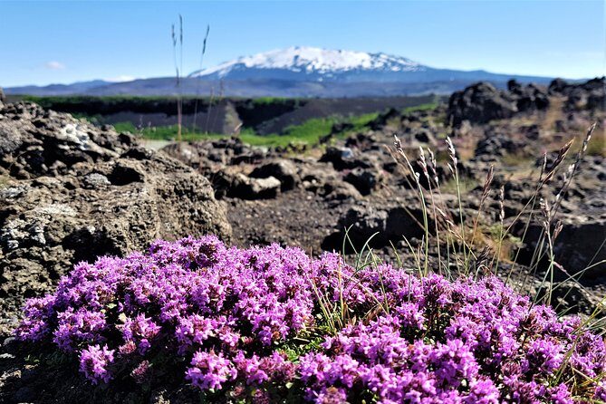 South Coast Private Day Tour - up to 9 passengers - Final Thoughts: Who Is This Tour Best For?