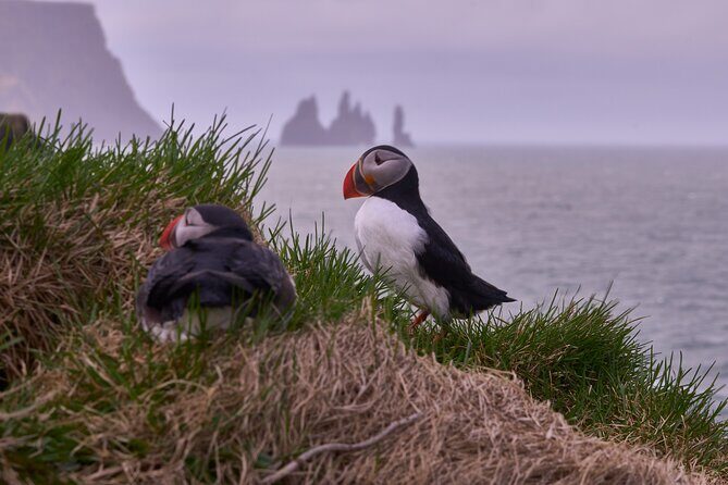 South Coast Private Tour Iceland - Who Would Love This Tour?