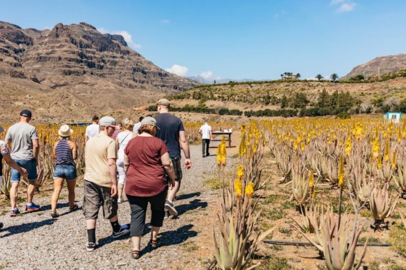 South Gran Canaria: Off-Road Valleys & Villages Jeep Tour - Who Is This Tour Best For?