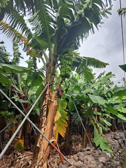 South Madeira:, day tour, breathtaking mountain+coastal trip - Lighthouse at Ponta do Pargo and Meadow Walks