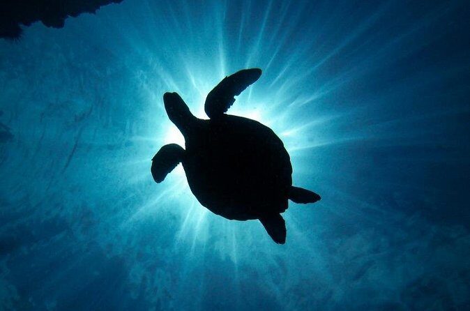 South Maui Discover Scuba Dive - Pricing and Value