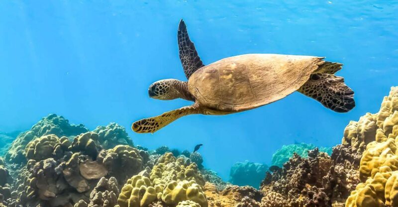 South Maui: Eco Friendly Molokini and Turtle Town Tour - What Is This Tour All About?