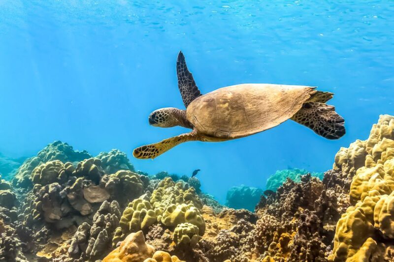 South Maui: Eco Friendly Molokini and Turtle Town Tour - The Food and Comfort Aspects