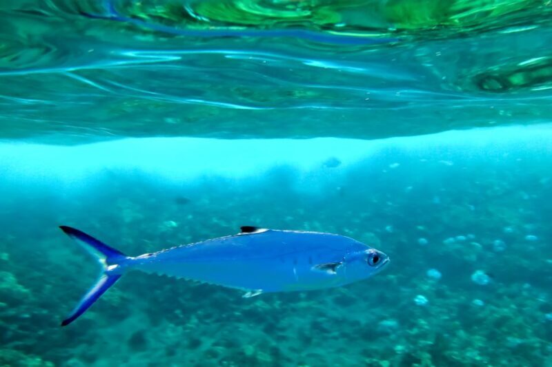 South Maui: Eco Friendly Molokini and Turtle Town Tour - What You Should Know Before Booking