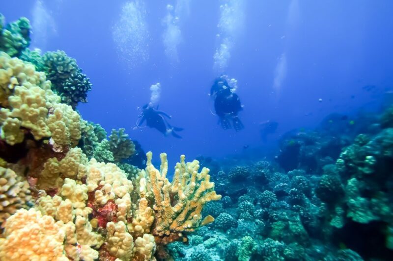 South Maui: Eco Friendly Molokini and Turtle Town Tour - The Experience from the Reviews