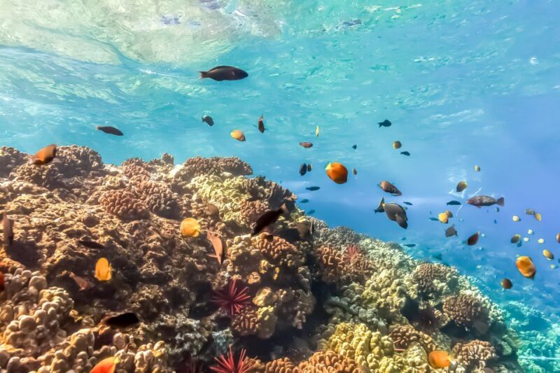 South Maui: Eco Friendly Molokini and Turtle Town Tour - FAQ